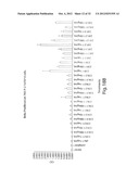 ANTIBODIES AGAINST T CELL IMMUNOGLOBULIN DOMAIN AND MUCIN DOMAIN 1 (TIM-1)     ANTIGEN AND USES THEREOF diagram and image