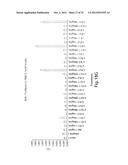 ANTIBODIES AGAINST T CELL IMMUNOGLOBULIN DOMAIN AND MUCIN DOMAIN 1 (TIM-1)     ANTIGEN AND USES THEREOF diagram and image