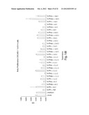 ANTIBODIES AGAINST T CELL IMMUNOGLOBULIN DOMAIN AND MUCIN DOMAIN 1 (TIM-1)     ANTIGEN AND USES THEREOF diagram and image