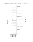 ANTIBODIES AGAINST T CELL IMMUNOGLOBULIN DOMAIN AND MUCIN DOMAIN 1 (TIM-1)     ANTIGEN AND USES THEREOF diagram and image