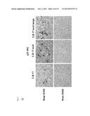 COMPOSITIONS FOR GENERATING AN ANTIGEN SPECIFIC IMMUNE RESPONSE diagram and image