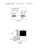 LIGAND-SPECIFIC INHIBITION OF ATTACHMENT OF IMMUNE CELLS TO IMPLANTABLE     BIOMATERIALS diagram and image