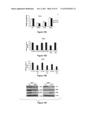 Materials and Methods Useful for Affecting Tumor Cell Growth, Migration     and Invasion diagram and image