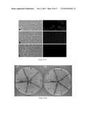 COMPOSITIONS AND METHODS FOR REGULATING SAS1R diagram and image