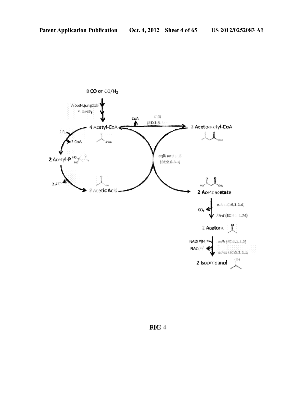 FERMENTATION PROCESS FOR PRODUCING ISOPROPANOL USING A RECOMBINANT     MICROORGANISM - diagram, schematic, and image 05