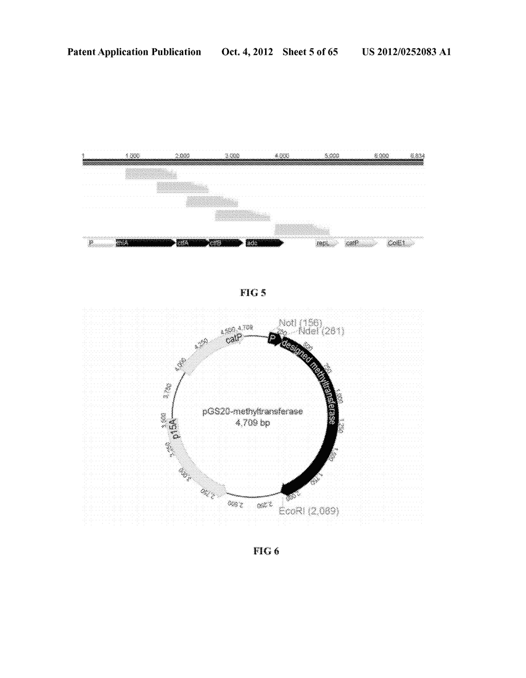 FERMENTATION PROCESS FOR PRODUCING ISOPROPANOL USING A RECOMBINANT     MICROORGANISM - diagram, schematic, and image 06