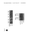 GENE EXPRESSION SIGNATURE FOR WNT/B-CATENIN SIGNALING PATHWAY AND USE     THEREOF diagram and image