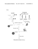 MODIFIED NUCLEOTIDES METHODS AND KITS diagram and image