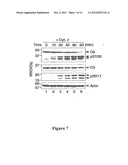 Compositions and Methods for Regulating Cytochrome c-Mediated Apoptosis by     tRNA diagram and image