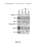 Compositions and Methods for Regulating Cytochrome c-Mediated Apoptosis by     tRNA diagram and image
