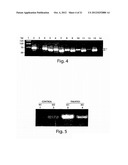 Oligonucleotide Complex Compositions And Methods Of Use As Gene Alteration     Tools diagram and image