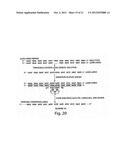 Oligonucleotide Complex Compositions And Methods Of Use As Gene Alteration     Tools diagram and image