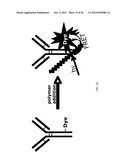 SIGNAL AMPLIFIED BIOLOGICAL DETECTION WITH CONJUGATED POLYMERS diagram and image