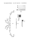 SIGNAL AMPLIFIED BIOLOGICAL DETECTION WITH CONJUGATED POLYMERS diagram and image