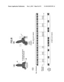 ULTRASONIC DIAGNOSTIC APPARATUS, ELASTIC IMAGE STORAGE/REPRODUCTION     METHOD, AND ELASTIC IMAGE STORAGE/REPRODUCTION PROGRAM diagram and image