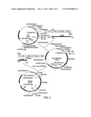 ANTI-D MONOCLONAL ANTIBODIES diagram and image