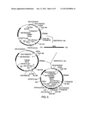 ANTI-D MONOCLONAL ANTIBODIES diagram and image