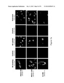 Agents, Uses and Methods diagram and image