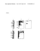 COMPOSITIONS AND METHODS FOR MODULATING RSV INFECTION AND IMMUNITY diagram and image