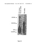 COMPOSITIONS AND METHODS FOR MODULATING RSV INFECTION AND IMMUNITY diagram and image