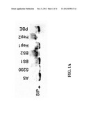 SUSBSTANTIALLY PURE STEROIDOGENESIS INDUCING PEPTIDE AND USES THEREOF diagram and image