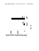 SUSBSTANTIALLY PURE STEROIDOGENESIS INDUCING PEPTIDE AND USES THEREOF diagram and image