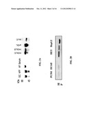 SUSBSTANTIALLY PURE STEROIDOGENESIS INDUCING PEPTIDE AND USES THEREOF diagram and image
