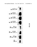 SUSBSTANTIALLY PURE STEROIDOGENESIS INDUCING PEPTIDE AND USES THEREOF diagram and image