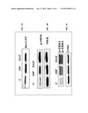 SUSBSTANTIALLY PURE STEROIDOGENESIS INDUCING PEPTIDE AND USES THEREOF diagram and image