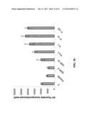 SUSBSTANTIALLY PURE STEROIDOGENESIS INDUCING PEPTIDE AND USES THEREOF diagram and image