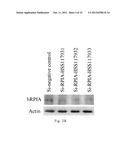 METHOD FOR INDUCING CANCER CELL APOPTOSIS OR INHIBITING THE CANCER CELL     MIGRATION diagram and image