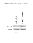 METHOD FOR INDUCING CANCER CELL APOPTOSIS OR INHIBITING THE CANCER CELL     MIGRATION diagram and image