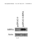 METHOD FOR INDUCING CANCER CELL APOPTOSIS OR INHIBITING THE CANCER CELL     MIGRATION diagram and image