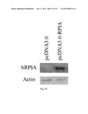 METHOD FOR INDUCING CANCER CELL APOPTOSIS OR INHIBITING THE CANCER CELL     MIGRATION diagram and image