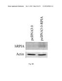 METHOD FOR INDUCING CANCER CELL APOPTOSIS OR INHIBITING THE CANCER CELL     MIGRATION diagram and image