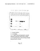 MYCOBACTERIUM TUBERCULOSIS FUSION PROTEIN AND USES THEREOF diagram and image