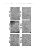 METHODS FOR CULTIVATING CELLS, PROPAGATING AND PURIFYING VIRUSES diagram and image