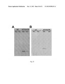 ADJUVANT FOR VACCINES, VACCINES THAT COMPRISE SAID ADJUVANT AND USES     THEREOF diagram and image