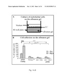 METHOD FOR INHIBITING ANGIOGENESIS diagram and image