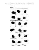 DEMINERALIZED BONE MATRIX COMPOSITIONS AND METHODS diagram and image