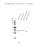 RNase H-Based Assays Utilizing Modified RNA Monomers diagram and image