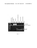 RNase H-Based Assays Utilizing Modified RNA Monomers diagram and image