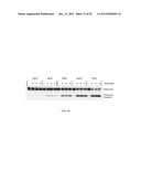 RNase H-Based Assays Utilizing Modified RNA Monomers diagram and image