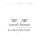 RNase H-Based Assays Utilizing Modified RNA Monomers diagram and image