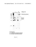 RNase H-Based Assays Utilizing Modified RNA Monomers diagram and image