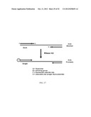 RNase H-Based Assays Utilizing Modified RNA Monomers diagram and image