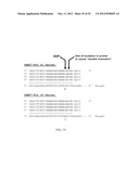 RNase H-Based Assays Utilizing Modified RNA Monomers diagram and image