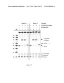 RNase H-Based Assays Utilizing Modified RNA Monomers diagram and image