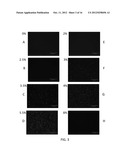 MONITORING RECOMBINASE POLYMERASE AMPLIFICATION MIXTURES diagram and image