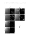 MONITORING RECOMBINASE POLYMERASE AMPLIFICATION MIXTURES diagram and image